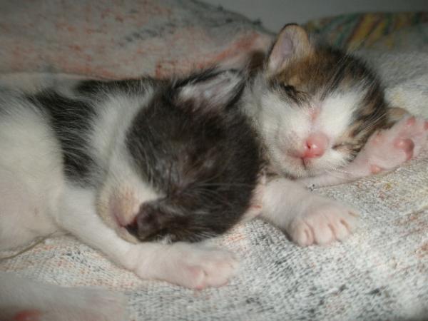 Chess und Janni halten Siesta