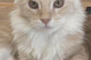 Cheyenne 17 wks 2021