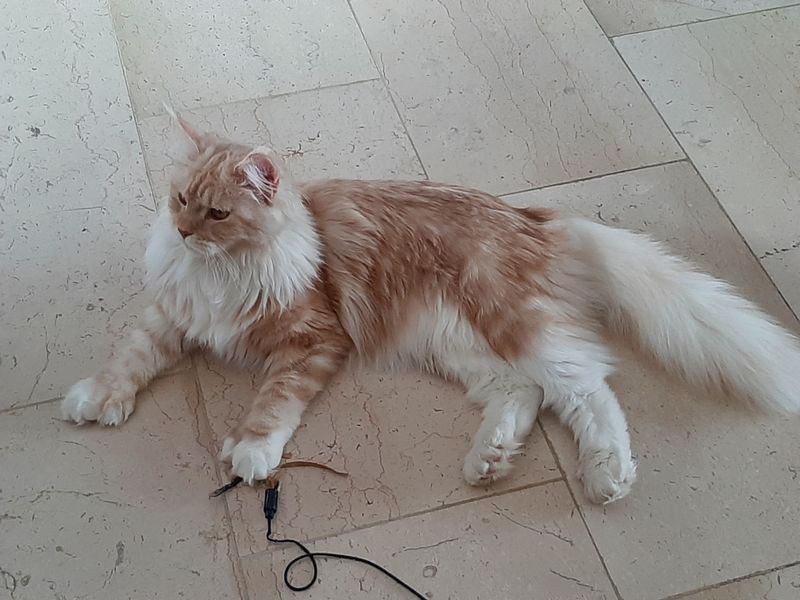 Cheyenne Januar 2022