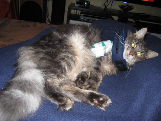 Chico mit Fixateur und Kragen auf der Couch.