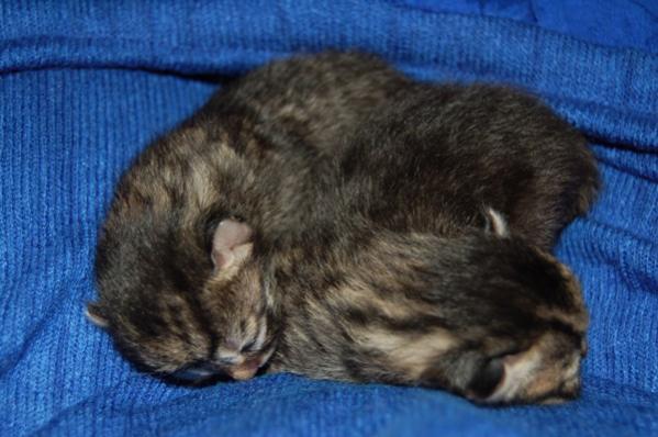 chleis u. grossos Strifjie am Nasi 2. Tag