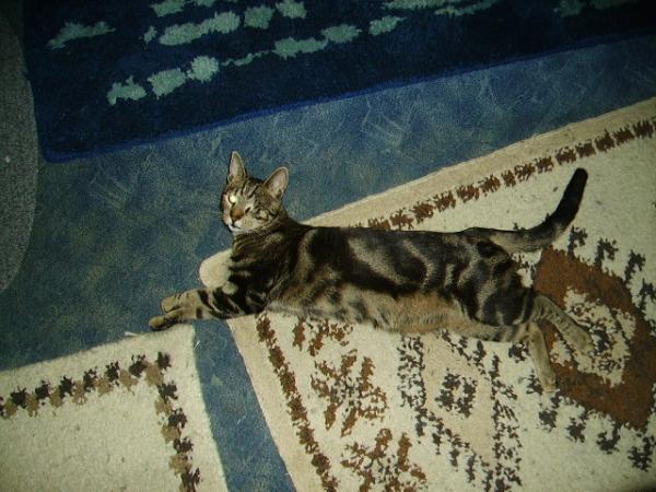 clarence, der wilde.