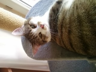 Cosmo (verschwunden am 24.05.2014)