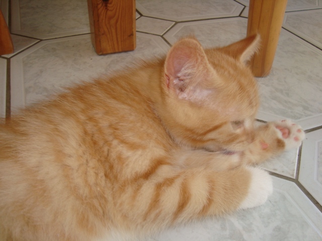 Curry 10,5 Wochen (3)