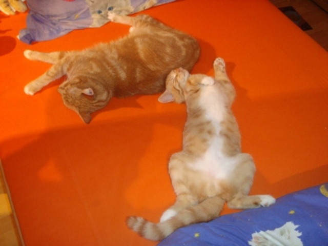 Curry 18 Wochen und Devil