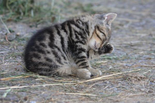 d' Calimera noch ganz klein