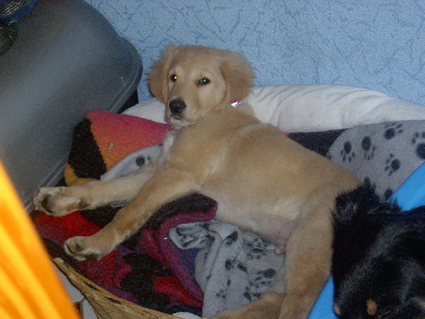 Da der Kater und die Katze im Hundekorb liegen ging Sam ins Katzenkörbchen.Da er ja noch sehr jung ist passte das auch