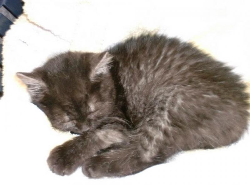 da ist er friedlich eingeschlafen als wir ihn ins Haus geholt haben