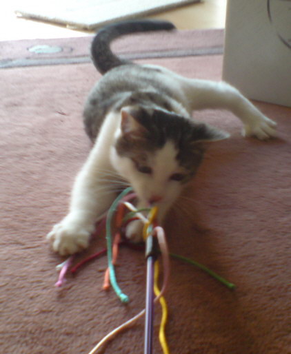 Da kommt das Raubtier durch... bei der geliebten Angel