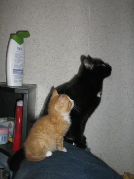 Da oben war der Vogelkäfig