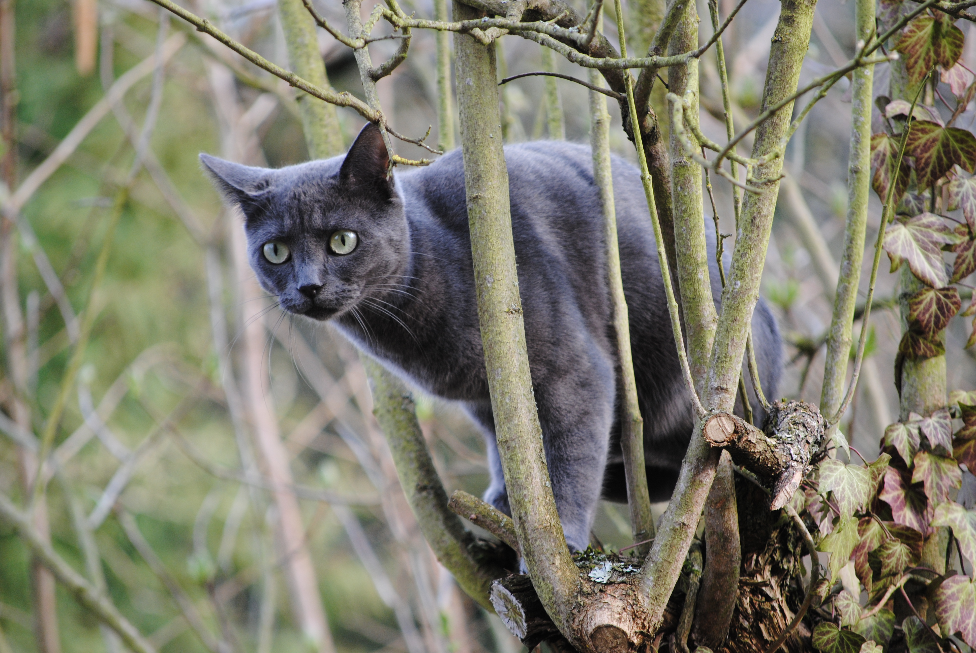 Da war doch eben noch ein Vogel ...