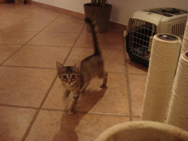 Da war unsere Mietz noch ganz klein. Der erste Abend außerhalb des Tierheims.