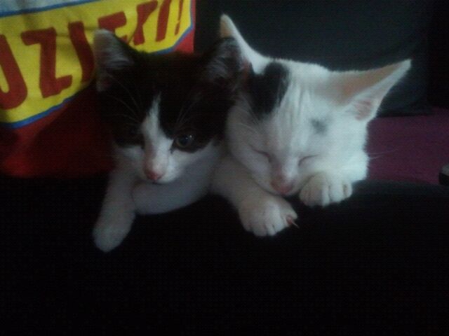 Da waren sie noch ganz klein