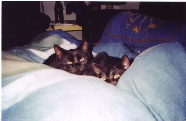 Da waren sie noch jung und noch zu zweit. Meine zwei Strolche in meinem Bett ;)