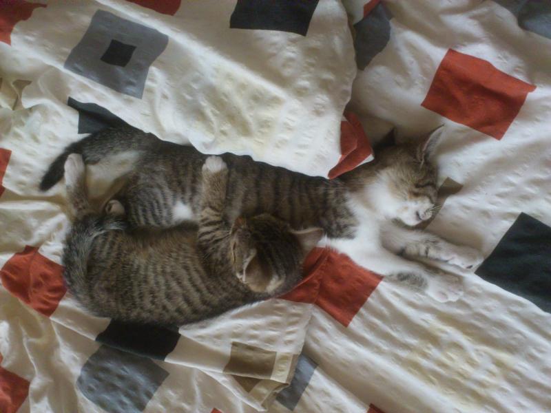 da waren sie noch klein und verschmust :) (August 2012)