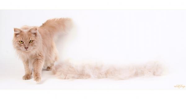 Dakota in groß - jetzt ist er noch größer.