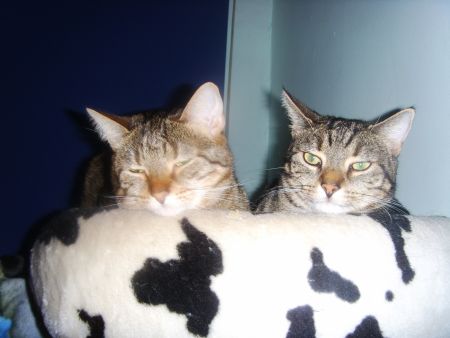 Dame Lisa und Herr micky1