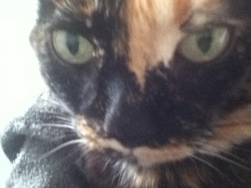 darf ich mich vorstellen, Miezie.
Grad im Arm und lass mich kabbeln und anstatt Bildchen zu machen, mach weiter! aber zack,zack *lol*