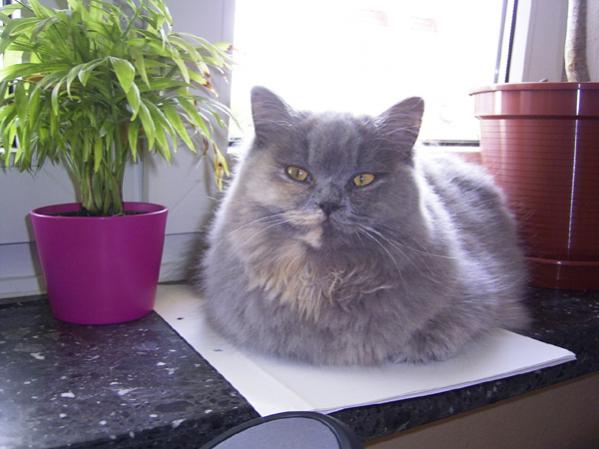 Darina auf der Fensterbank