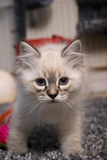 Das Baby zieht ein. Mabel am Tag ihres Einzugs mit 10 Wochen.