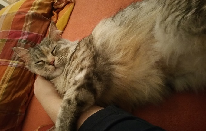 Das Beste am Menschen-Bett sind die Streicheleinheiten :)