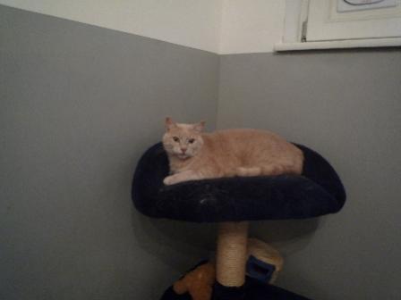 Das ist Balou die älteste und unsere Hohheit 10 Jahre