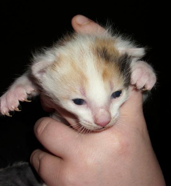 Das ist der älteste der 3 kleinen...