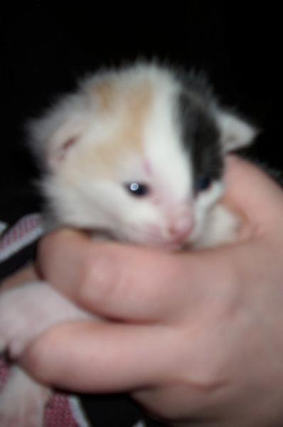 das ist der "schreihals" *grins*
ne ist nicht sein name... er schreit nur die ganze zeit :-D