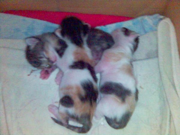 das ist der wurf von kira