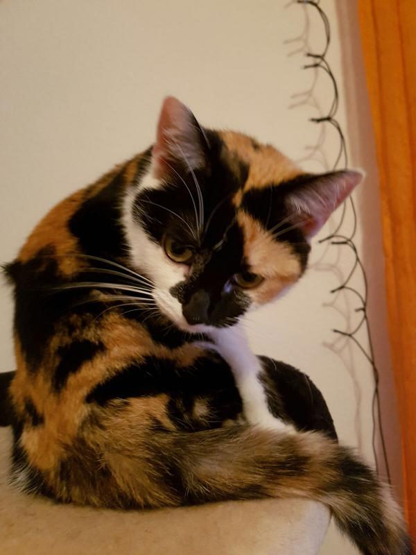 Das ist die Katze von meinen Sohn Martin auch eine Glückskatze so wie mein Flockschen