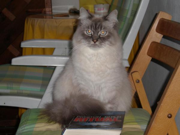 Das ist Gizmo, der Herr im Haus :-)
Leider ist Gizmo sehr krank und ich weiss nicht, wie lange er bleiben darf....