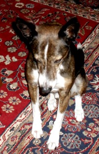 Das ist mein Freund Fernando. Fernando hasst es fotographiert zu werden!