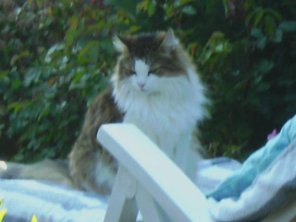 Das ist mein nierenkranker Fun. Ich habe ihn mit 14 Wochen aus Dänemark bekommen. Er ist ein sehr großer Norwegischer Waldkater und eine Seele von Katze. Ich habe ihn noch nie agressiv erlebt, er ruht in sich selbst und ist ein super toller Kater.