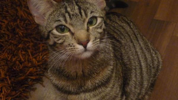 Das ist meine Nala ;)