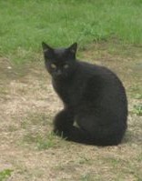 Das ist Nachbarskater Pelzebub, der eigentlich lieber bei uns wohnen würde. Wegen der netten Mädels... *gg*