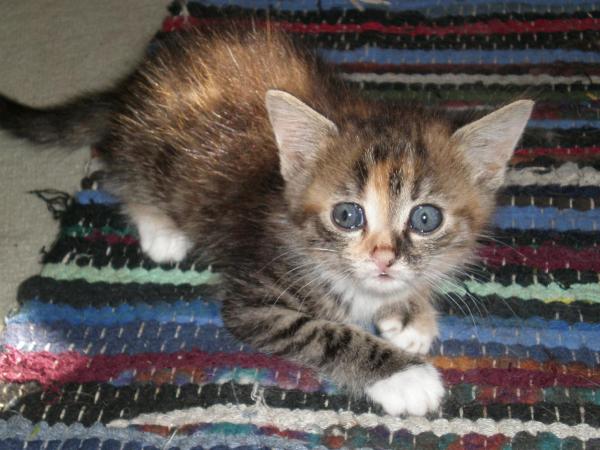 Das ist Piper

Diese kleine Maus soll meiner Luna eine Gefährtin werden, wenn Gizmo mal nicht mehr da sein sollte. Sie ist allerdings noch nicht bei uns eingezogen