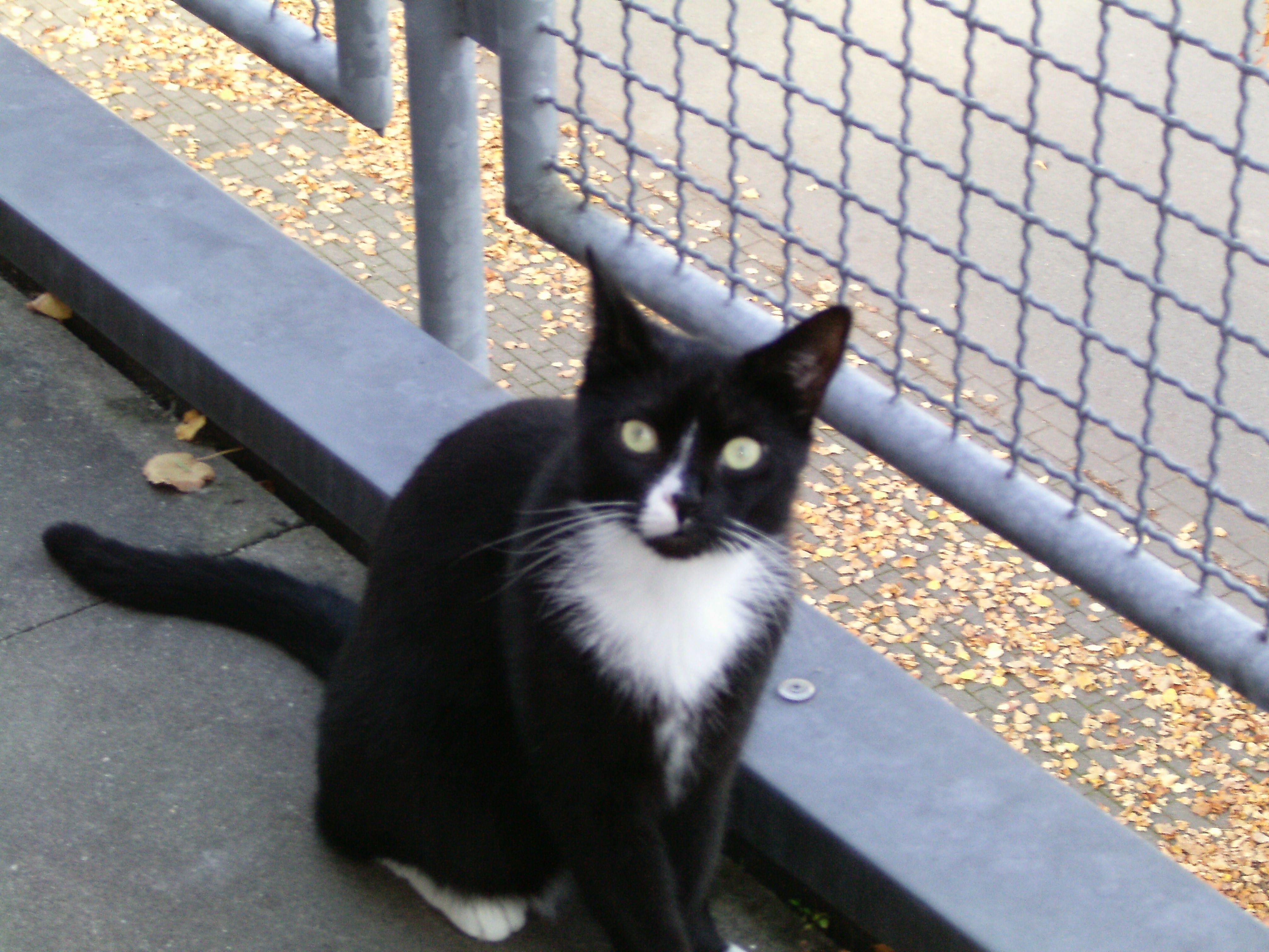 Das ist Thommy ! Mein SCHATZ !!!! Ich Liebe Ihn !!! Er ist ein ganz toller Kater ! Er ist sozial, und hat mit anderen Katzen kein Problem !   ....... außer mit Fremden Menschen ! Er hat übertriebene Angst, aber das macht Ihn für mich umso wertvoller !