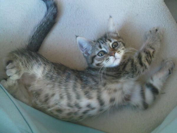 Das kleine Lieschen.