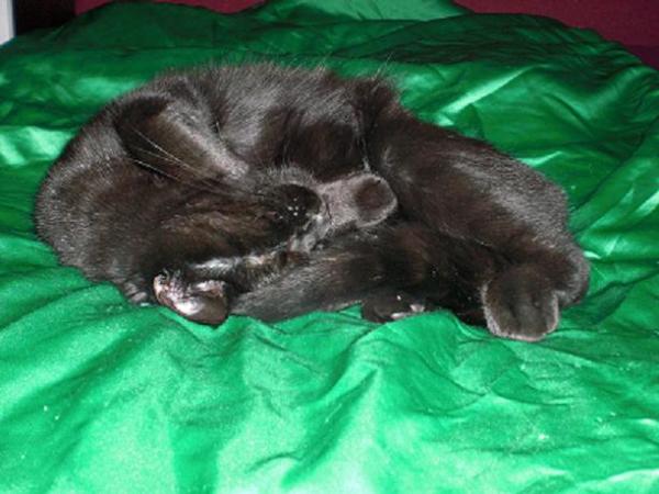 das kleine schlafende Fellknäuel <3