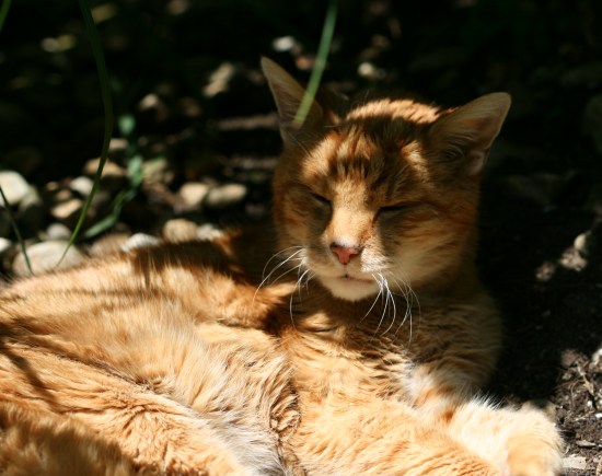 das letzte Foto von unserem geliebten Kater; entstanden am Samstag, den 07.07.2012