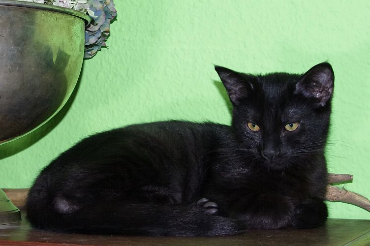 Das Lordilein wächst heran...