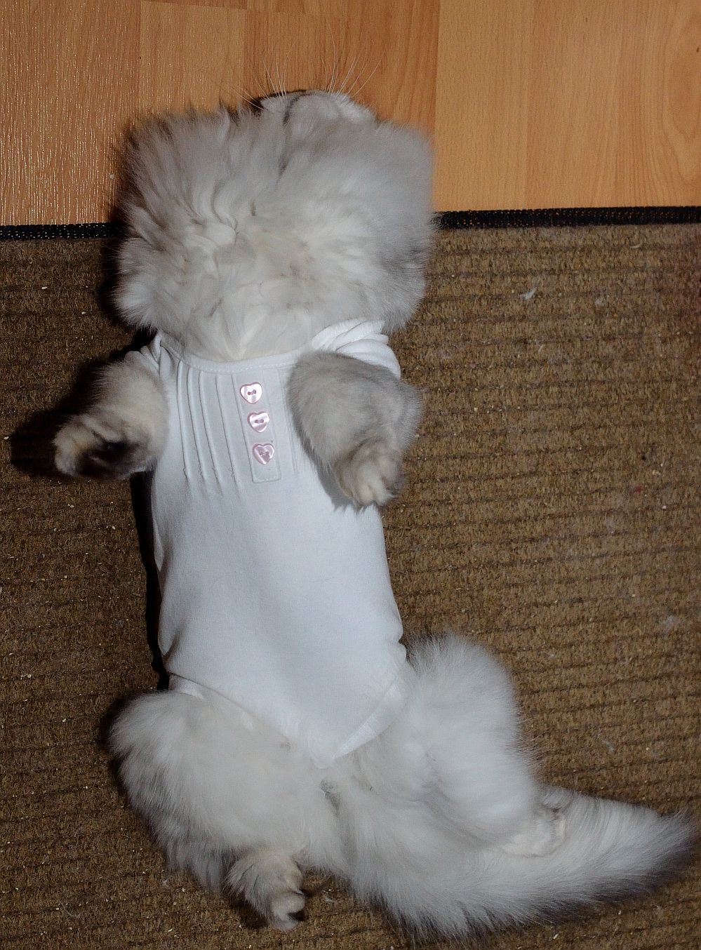 Das mit der Kastrations-Nachsorge wird nix!