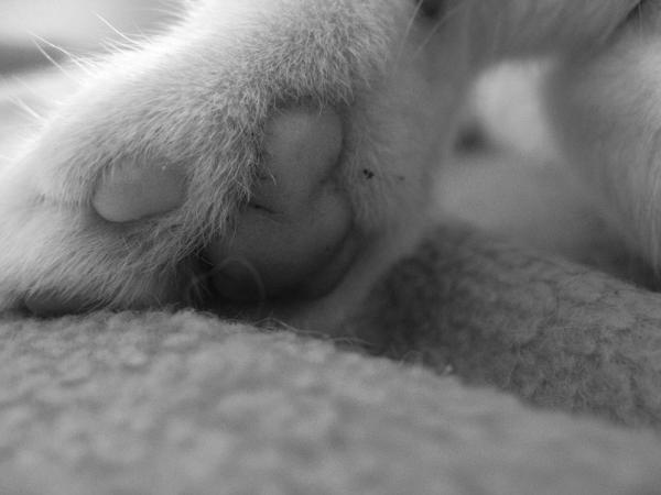 Das Sanfte ist wie ein Schmetterling;
 so zart und schön,
 so zerbrechlich und verletzlich.