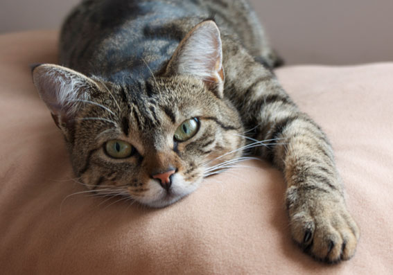 Das sieht doch aus als müsste man sich gleich dazu legen, oder?