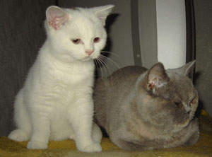 Das sind Elton und Alice.
Unsere Alice habe ich mit der Hand aufgezogen. Sie wog nur 82g, und ist nun unser Energiebündel. Alice ( Elli ) ist immer für ein Spielchen zu haben.