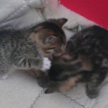 Das sind zwei der drei Babys unserer Mietzi. Zu dieser Zeit wohnte unsere Katze noch bei unserem Nachbarn, der leider verstorben ist.