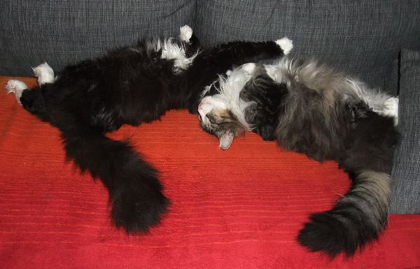 Der Chaoten-Kuschelclub