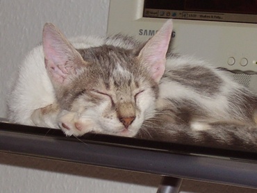 Der Computertisch ist ja SO bequem!

August 2009