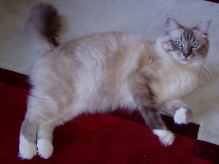 Der Deckkater von Cocos Babies