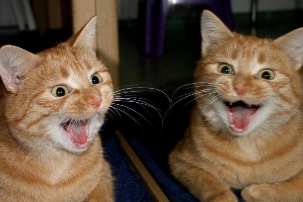 der doppelte Teddy :-)